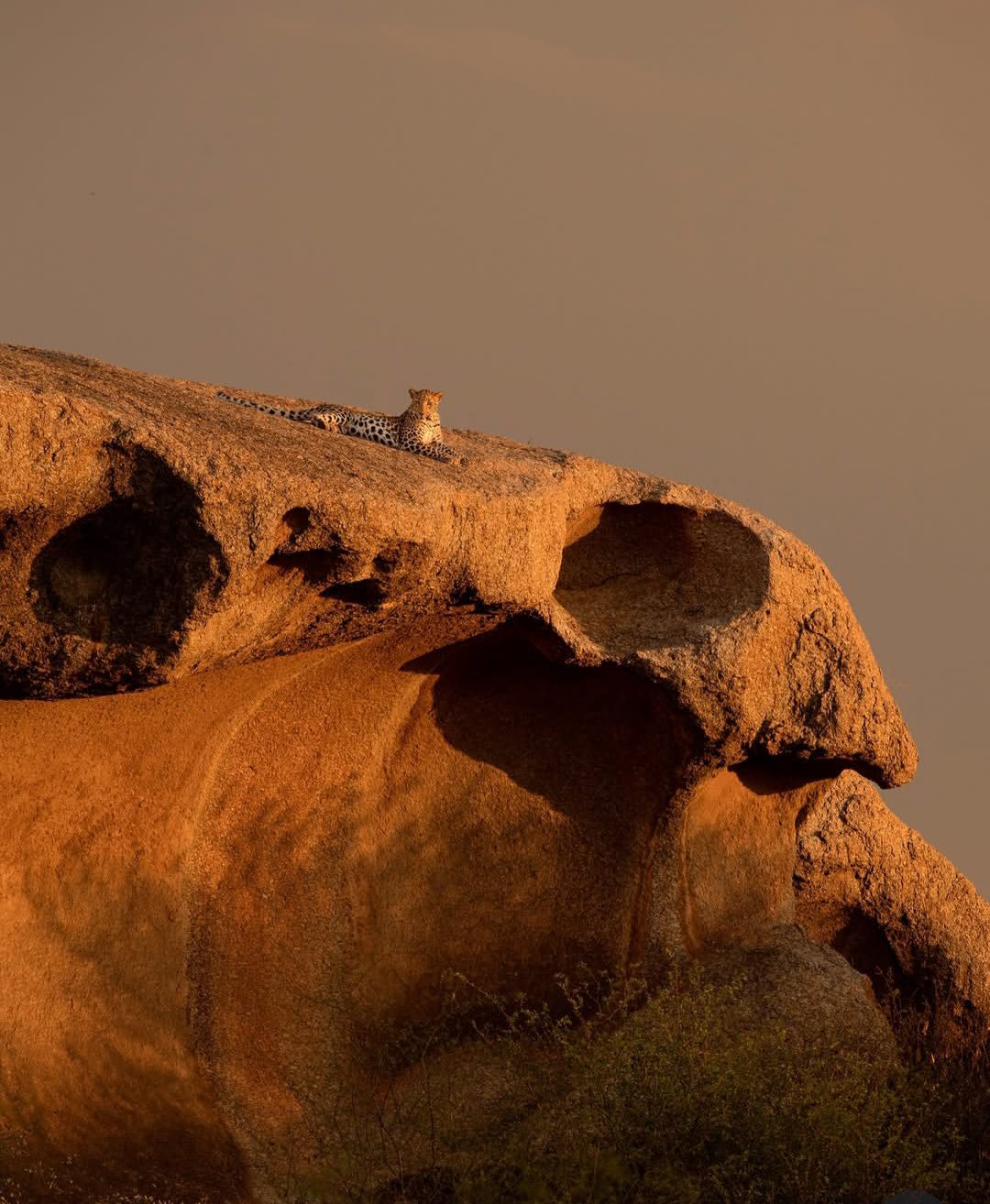Sunset Safari