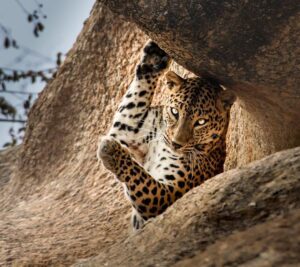 Read more about the article Best Time to Visit Jawai Leopard Safari