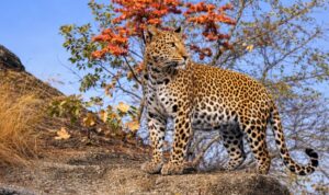 Read more about the article Jawai Leopard Safari: A Hidden Wildlife Escape in Rajasthan That Every Nature Lover Must Experience